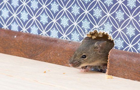 Mice Removal — House Mouse in a Hole in Wall in Glenolden, PA