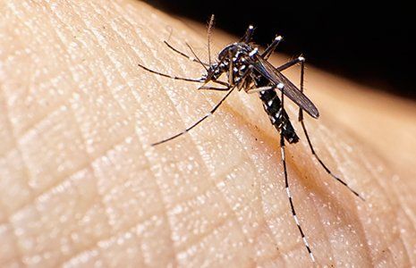 Mosquito Removal — Mosquito on Human Skin in Glenolden, PA