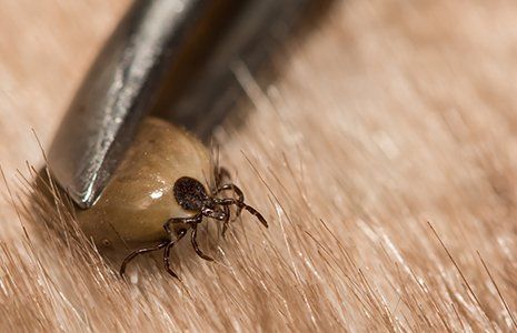 Tick Removal— Engorged Deer Tick in Glenolden, PA