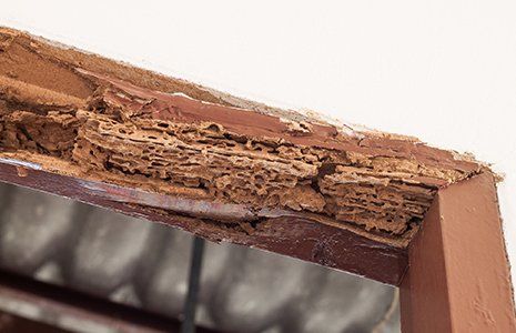 Termites — Door Frame Eaten by Termites in Glenolden, PA