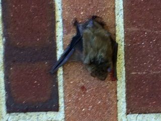 Bat Control — Bat on a Concrete in Glenolden, PA