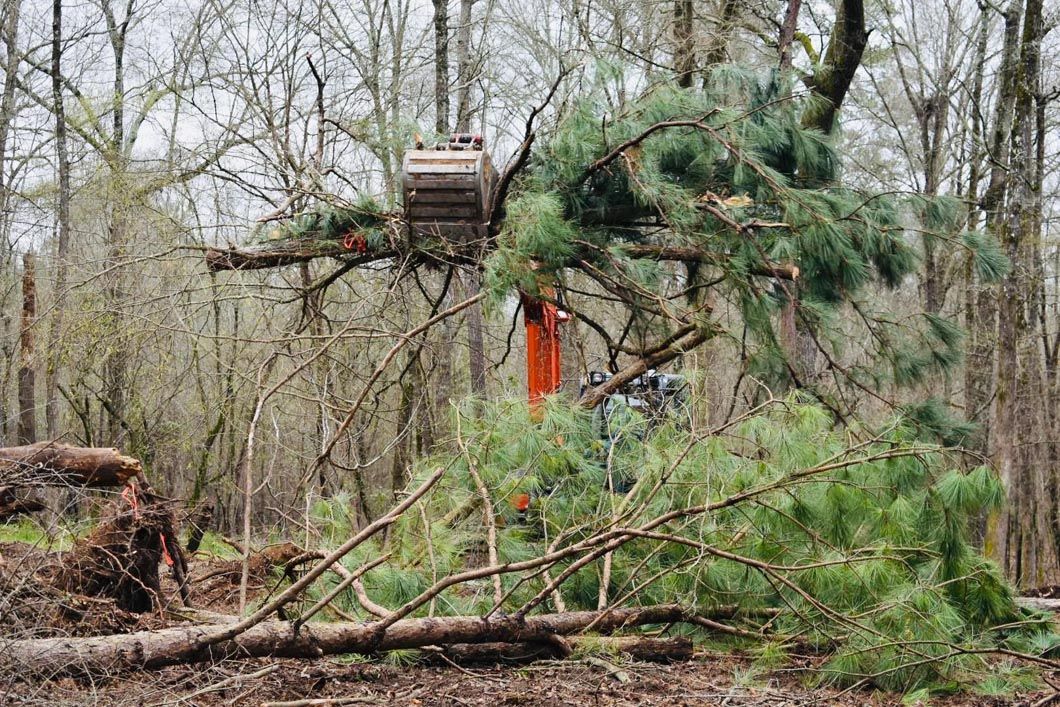 A crane is cutting down a pine tree in the woods.