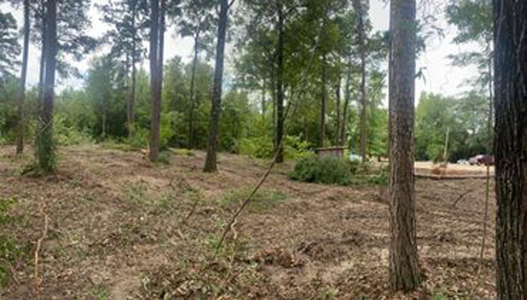 A lot of trees in a forest with a lot of leaves on the ground.