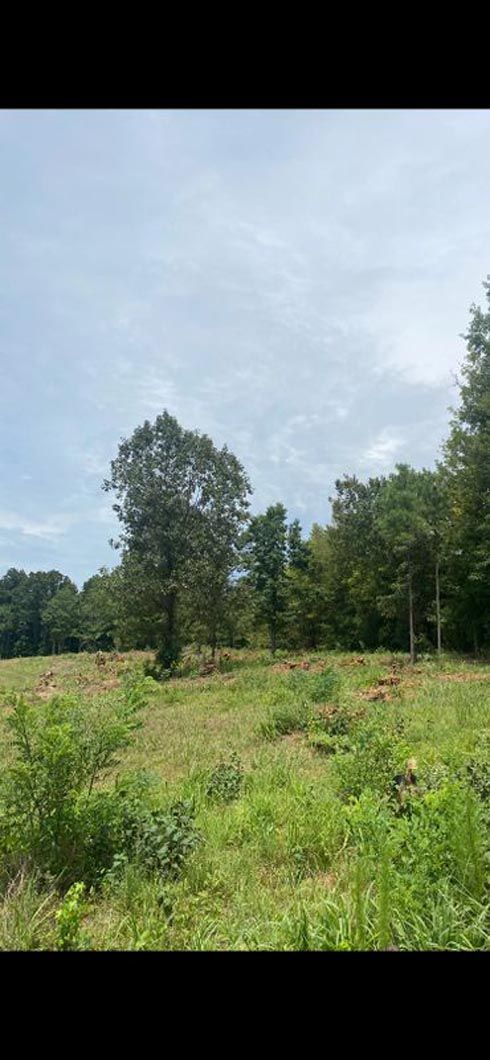 A large grassy field with trees in the background on a sunny day.