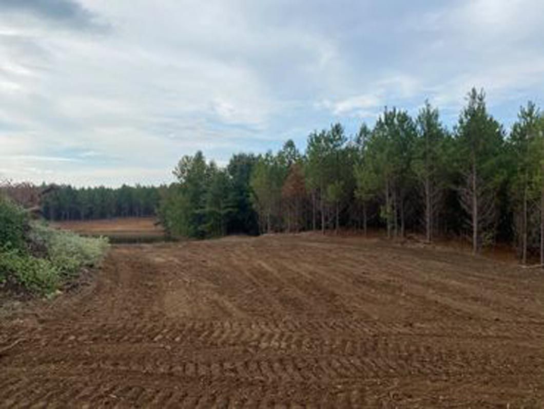 A dirt road going through a forest with trees in the background.