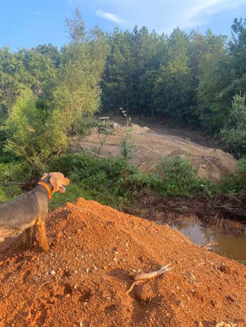 A dog is standing on top of a pile of dirt in the woods.