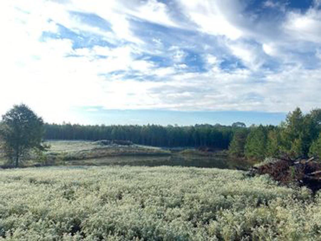 A field of flowers with trees in the background on a sunny day