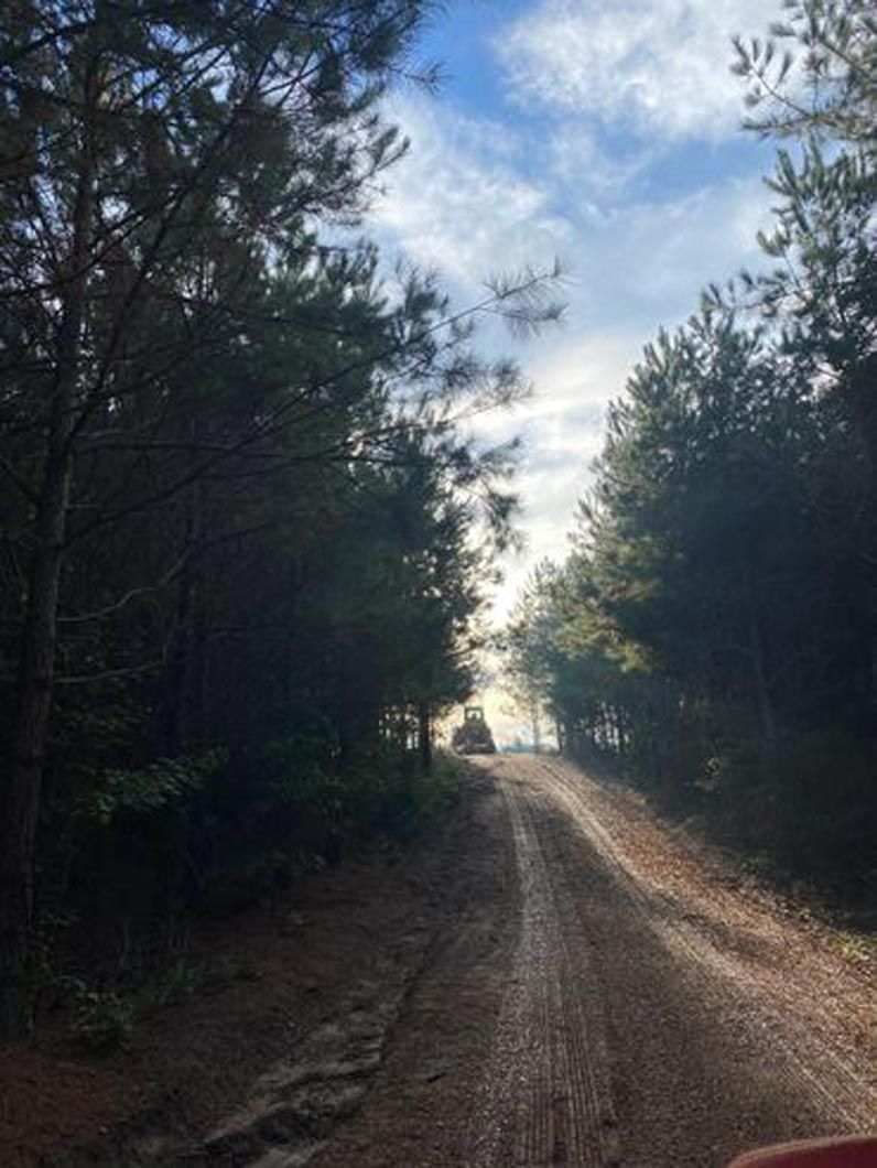The sun is shining through the trees on a dirt road.