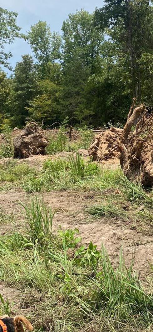 A group of animals are standing in a field with trees in the background.