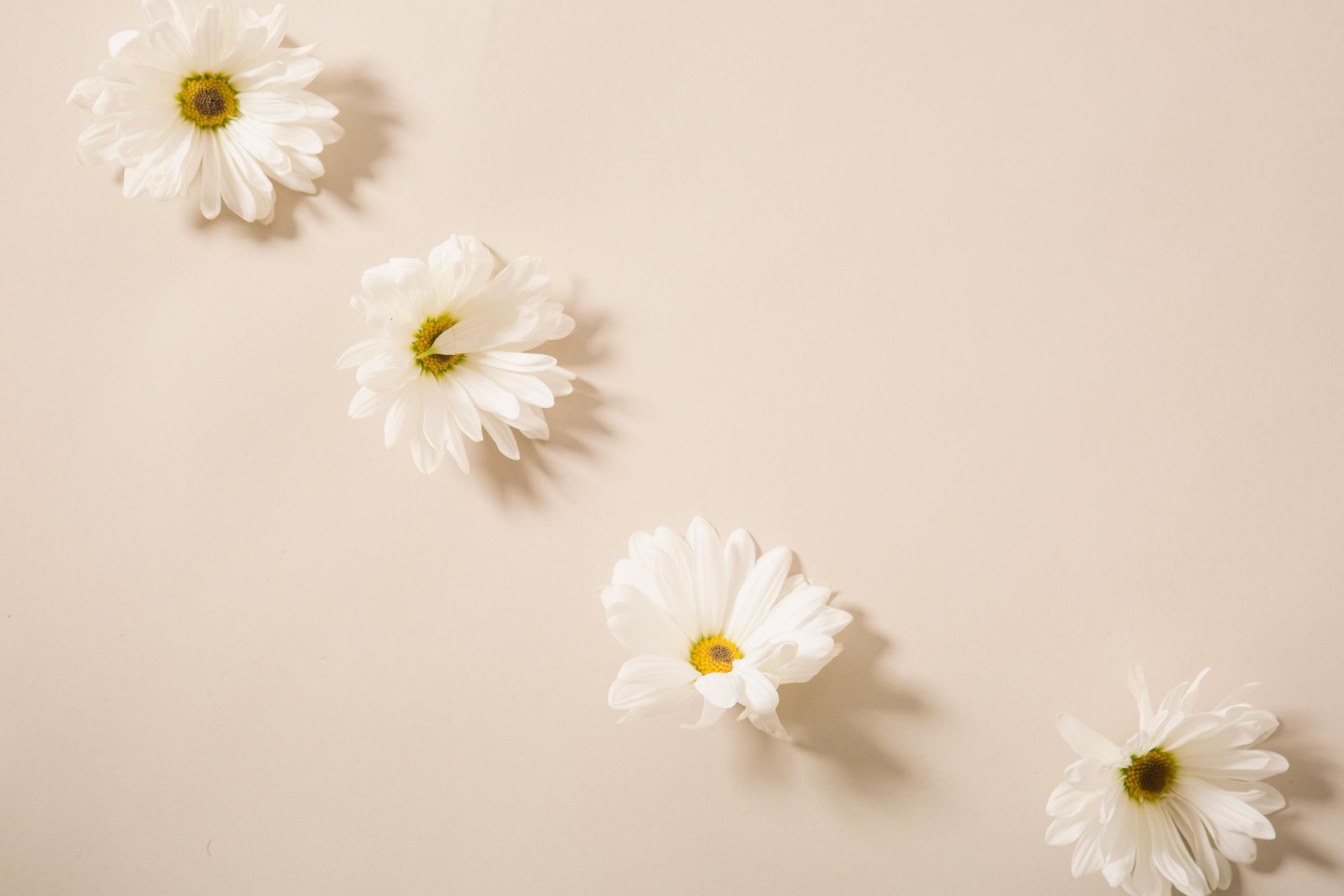 Four white daisies arranged diagonally on a beige background.