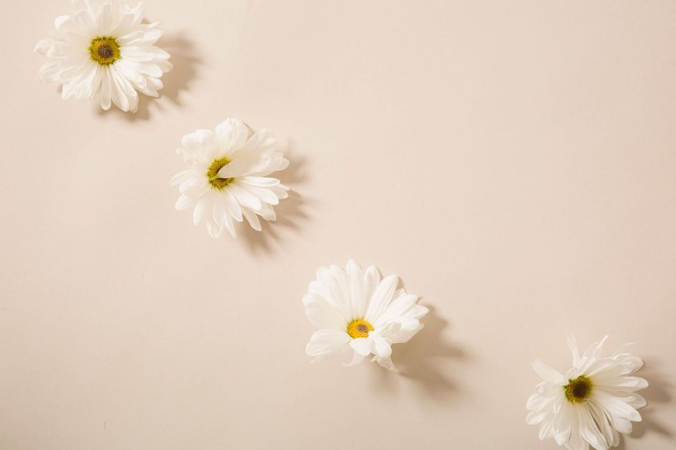 Four white daisies arranged diagonally on a pale pink background.