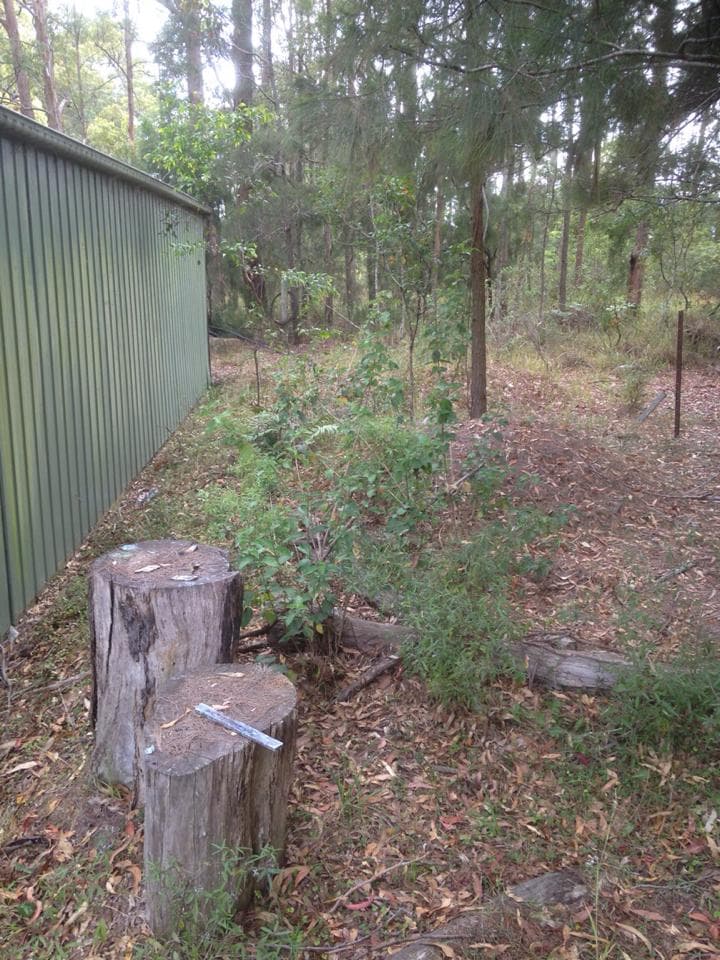 Trees and Shrubs in the Residential Property — Seaview Excavations in Hallidays Point, NSW
