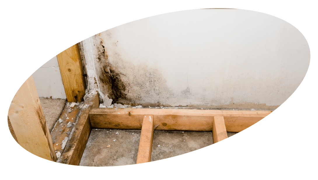 View of a dry rot wall