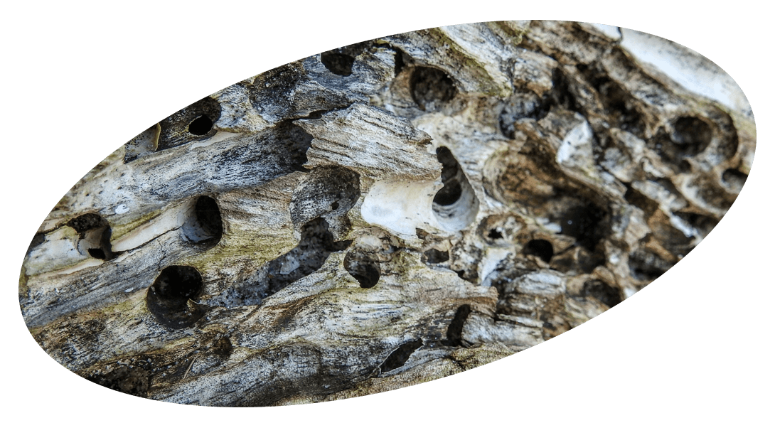 View of woodworm damaged wall