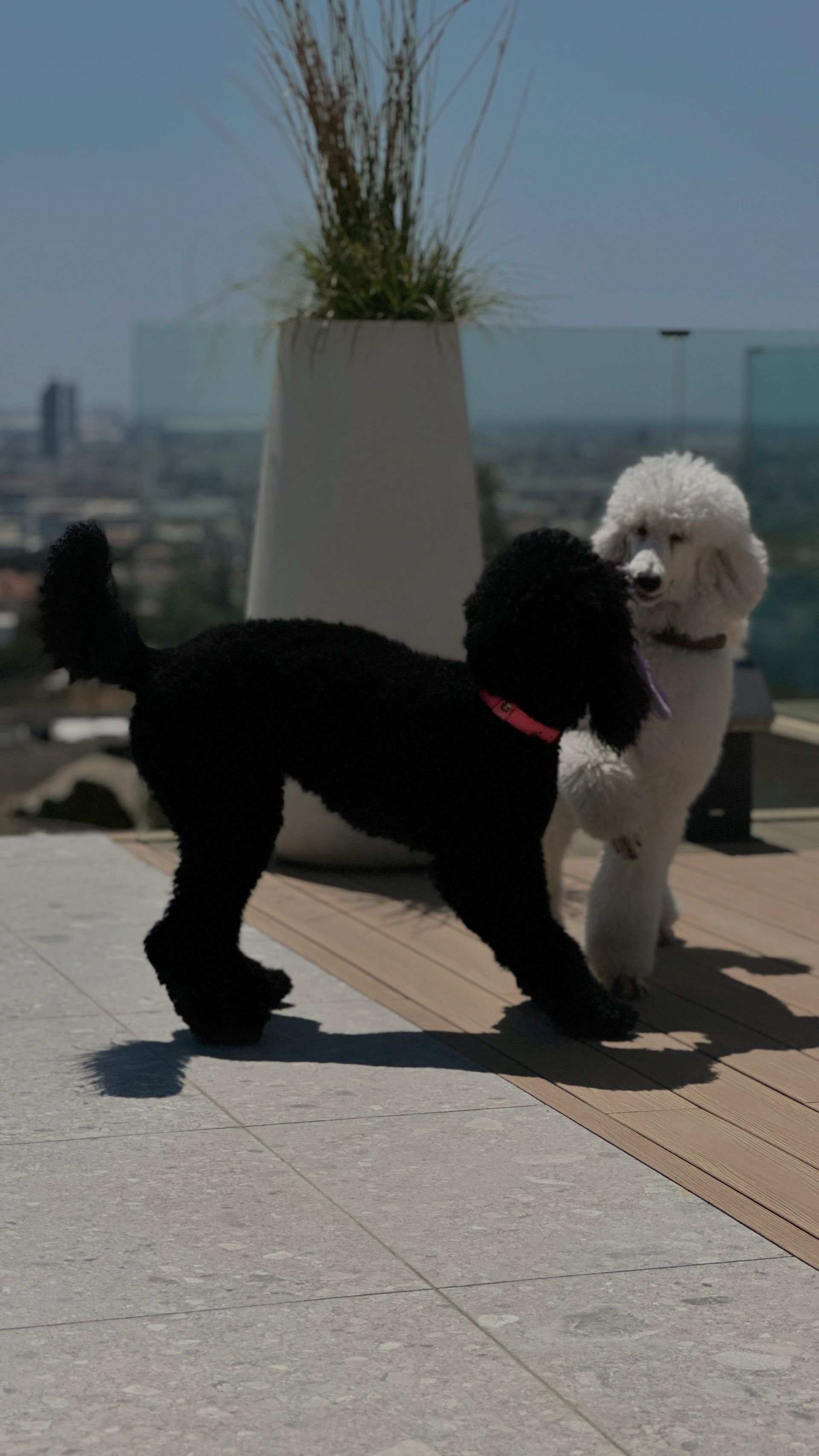 Two poodles, one black, one white, play on a rooftop patio with city views.