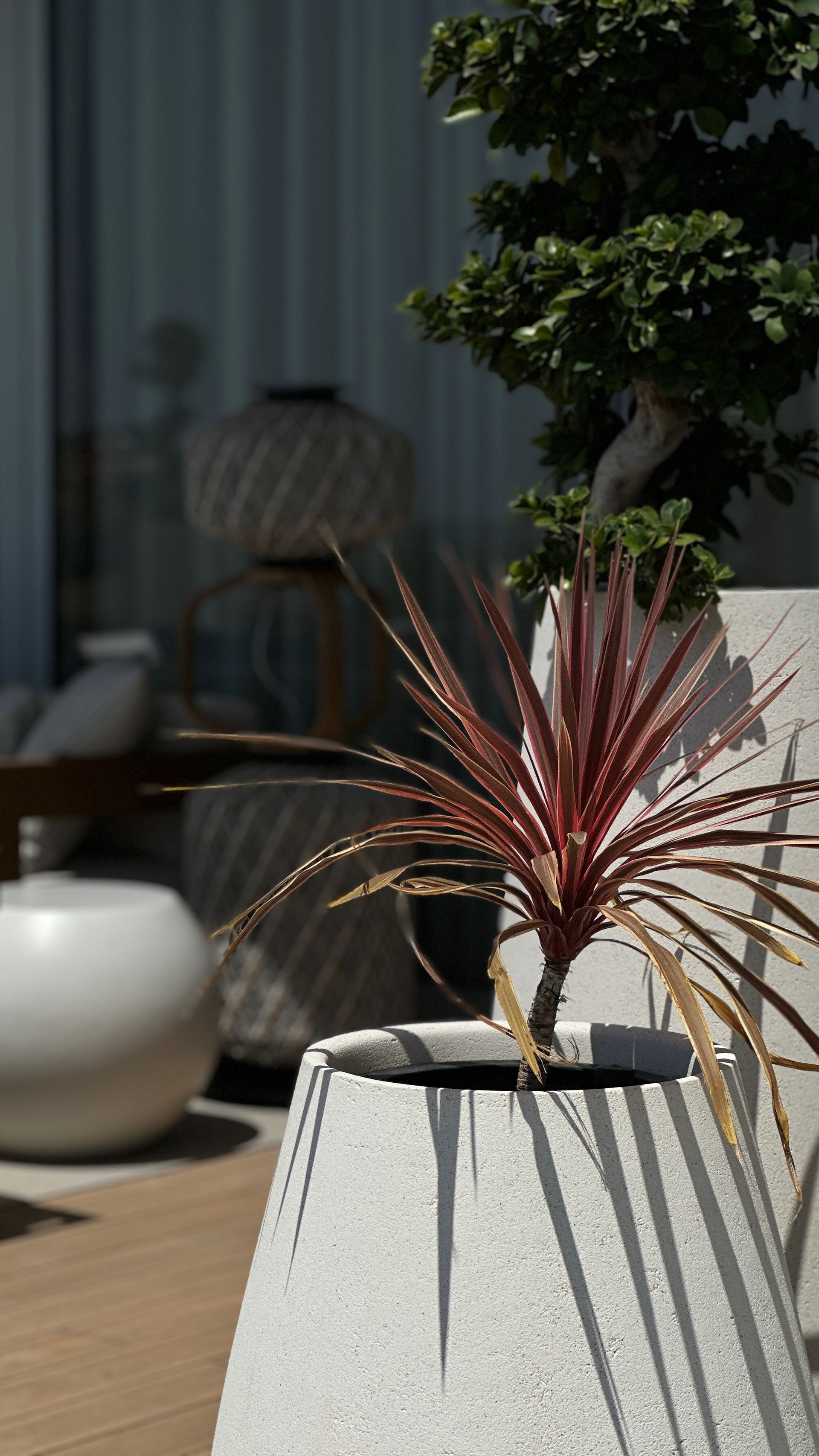 Red-leafed plant in a textured white pot, against a blurred background with plants and décor.