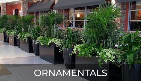 Staycation Products - Ornamentals