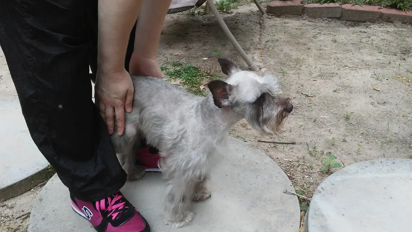 A person is standing next to a small dog on a leash.