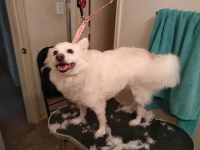 A white dog is standing on a grooming table.