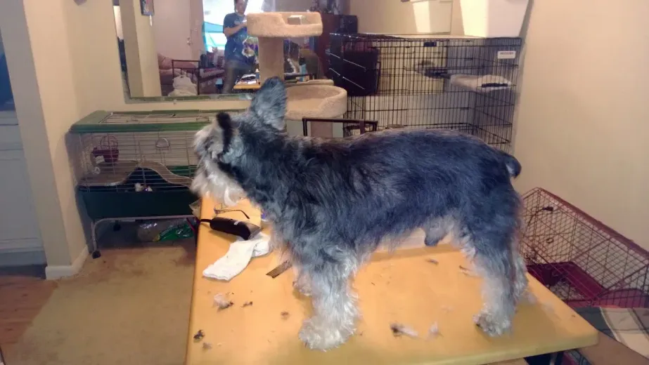 A small dog is standing on a table in front of a mirror.