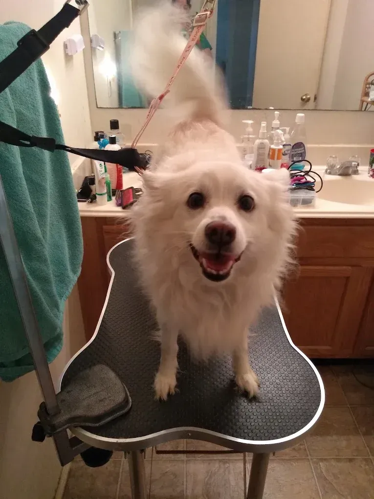 A white dog is sitting on a grooming table in a bathroom.