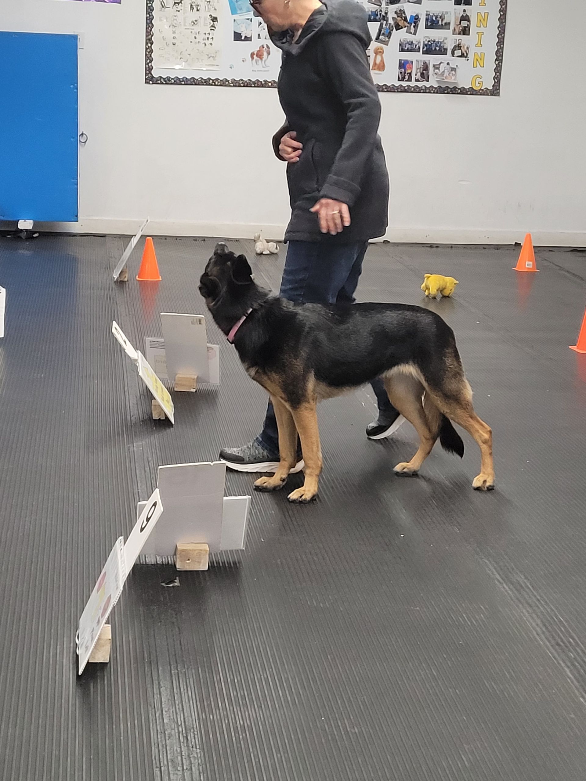 A German Shepherd dog stands attentively beside a trainer in a training facility with agility hurdles on a mat.