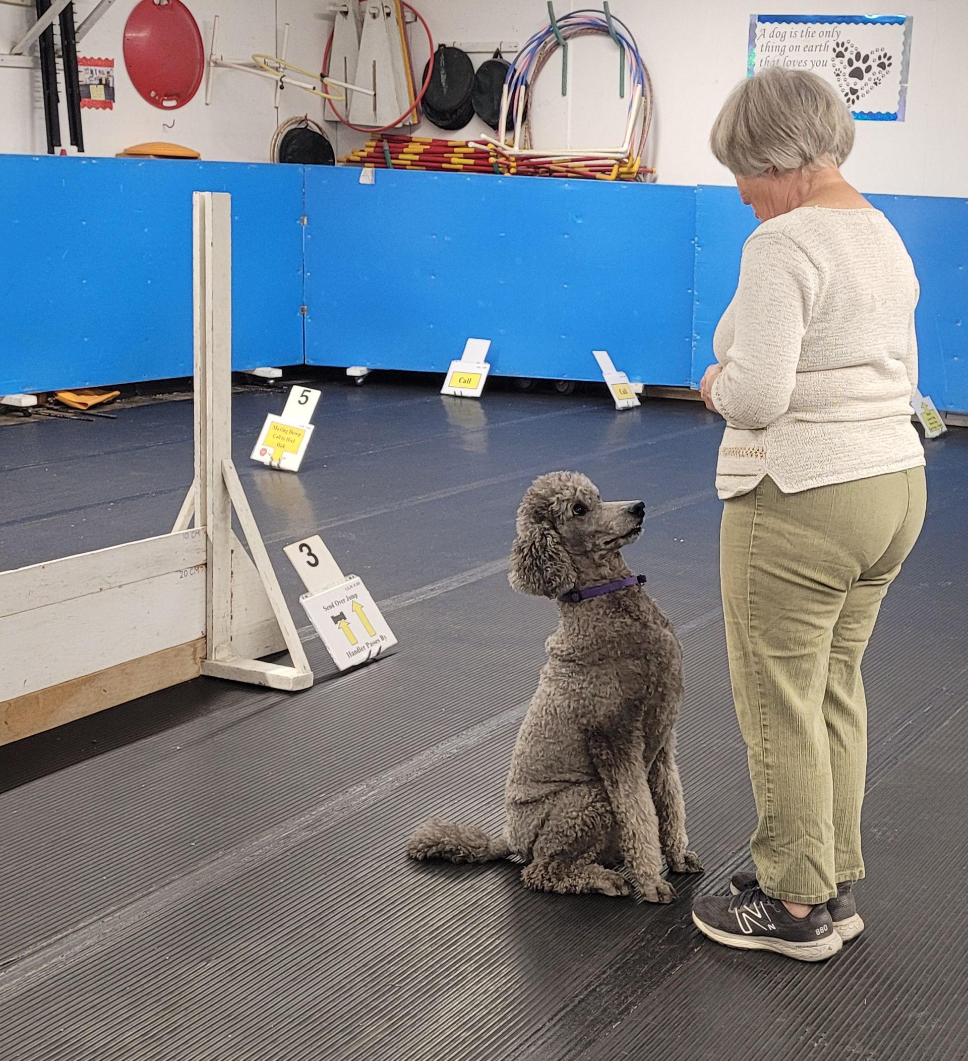 A gray poodle sits attentively, looking up at its handler on a rubber matted floor in a dog training facility.