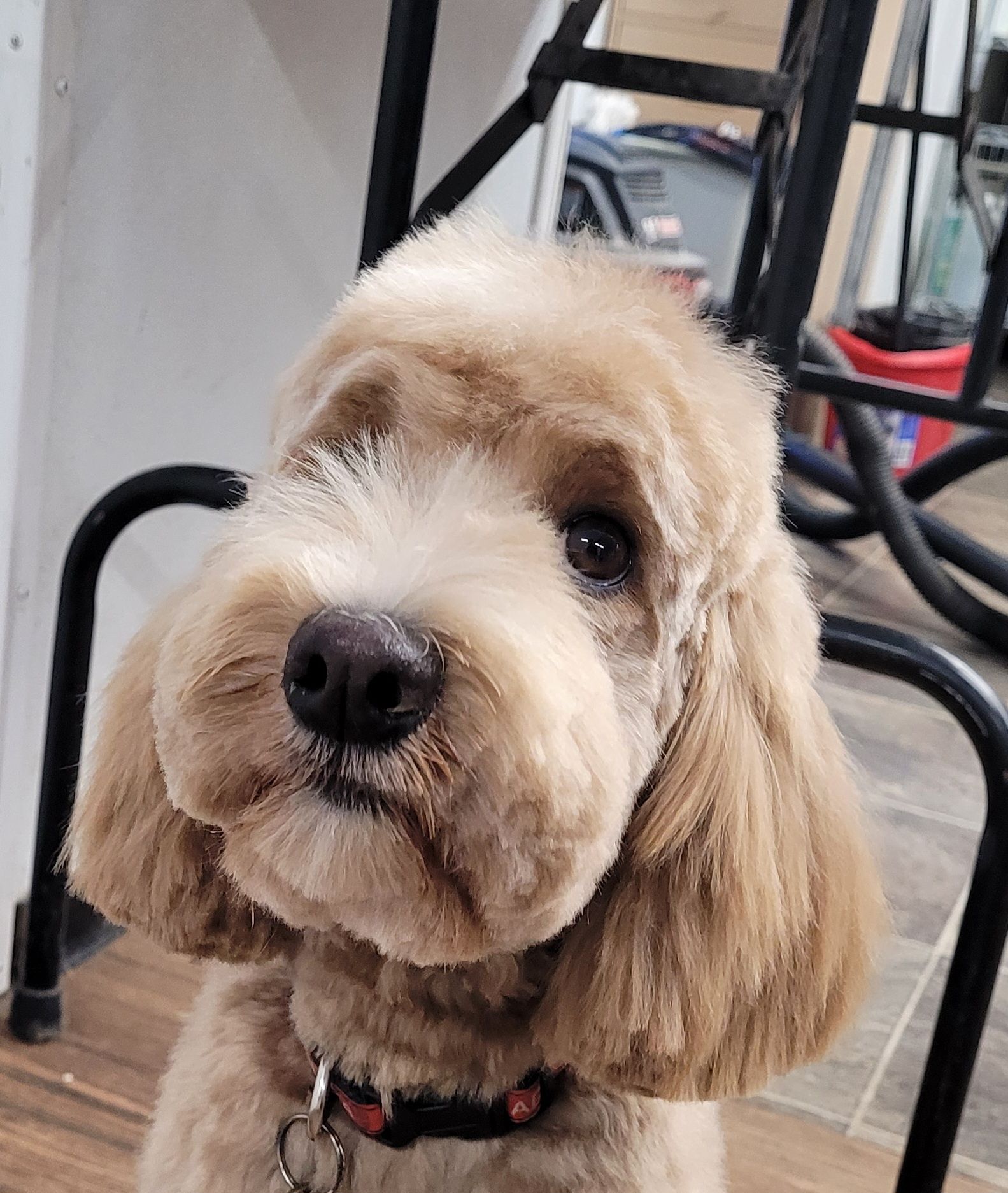 A close-up portrait of a fluffy, light-brown dog with white markings on its muzzle, looking directly at the camera.