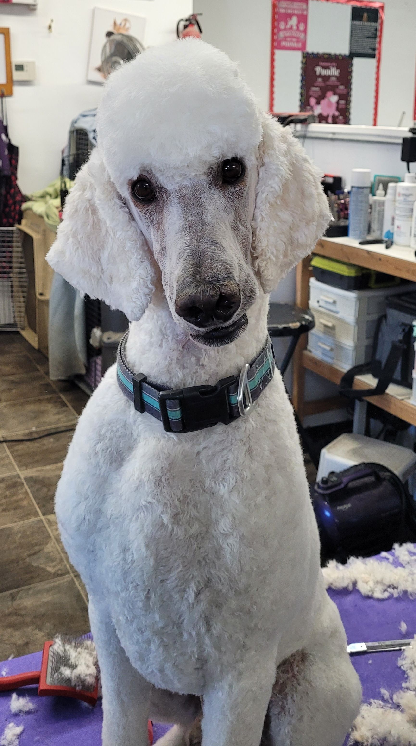 A white poodle with a neatly groomed haircut, wearing a patterned collar, sits on a purple table in a grooming salon.