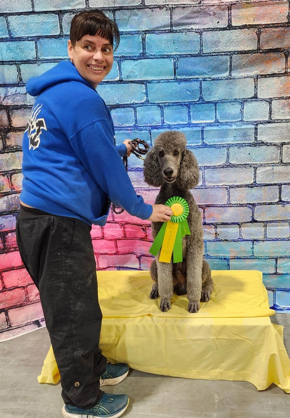 A person in a blue hoodie stands next to a gray poodle sitting on a yellow platform, holding a green and yellow ribbon.