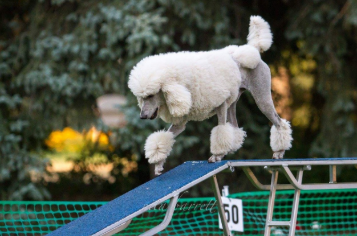 White poodle in a show cut, navigating a blue agility teeter-totter in a grassy park setting.
