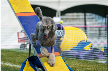 Gray poodle walking down a yellow and blue agility see-saw.