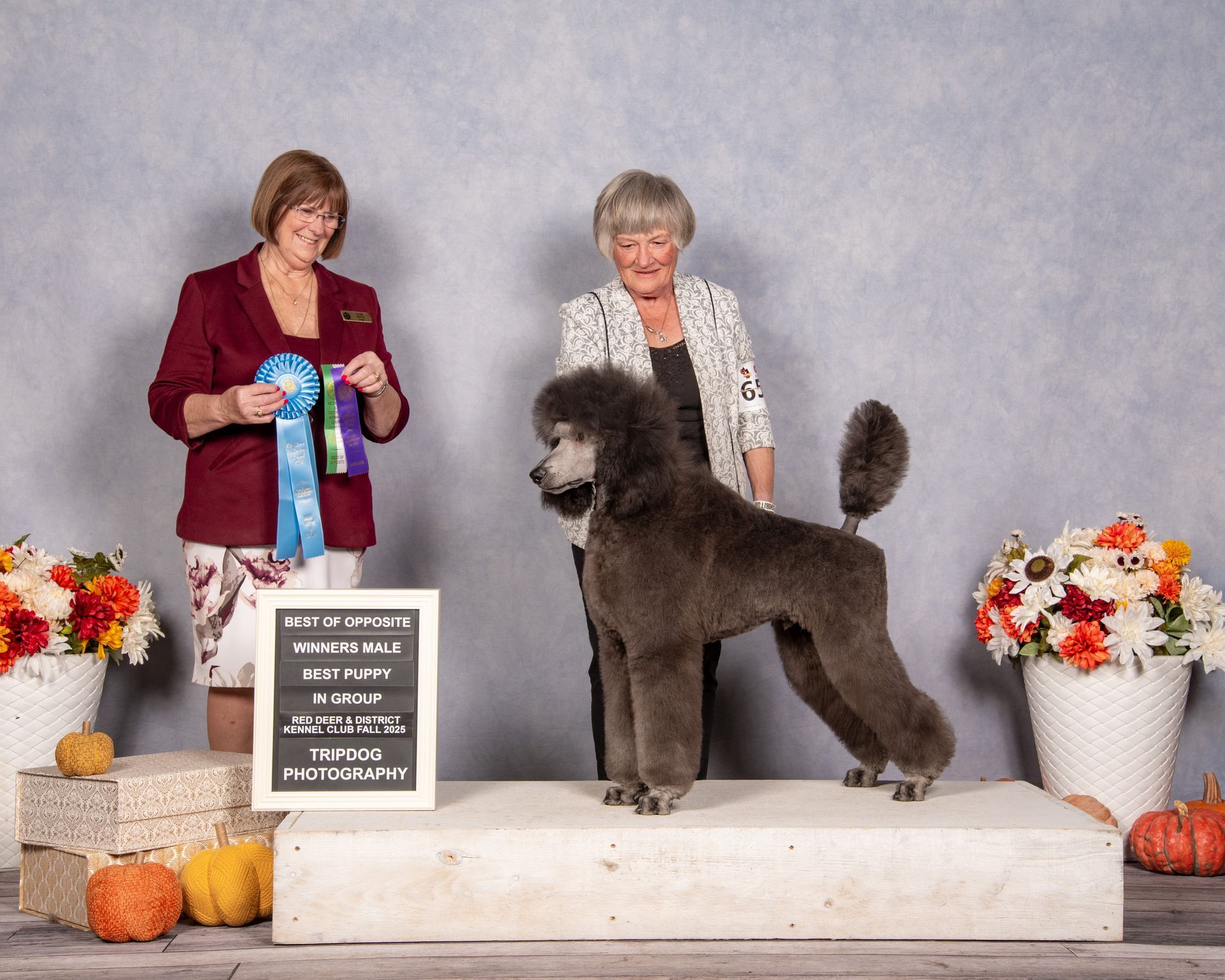 A gray poodle stands on a show platform next to a handler and a judge holding blue and purple ribbons.