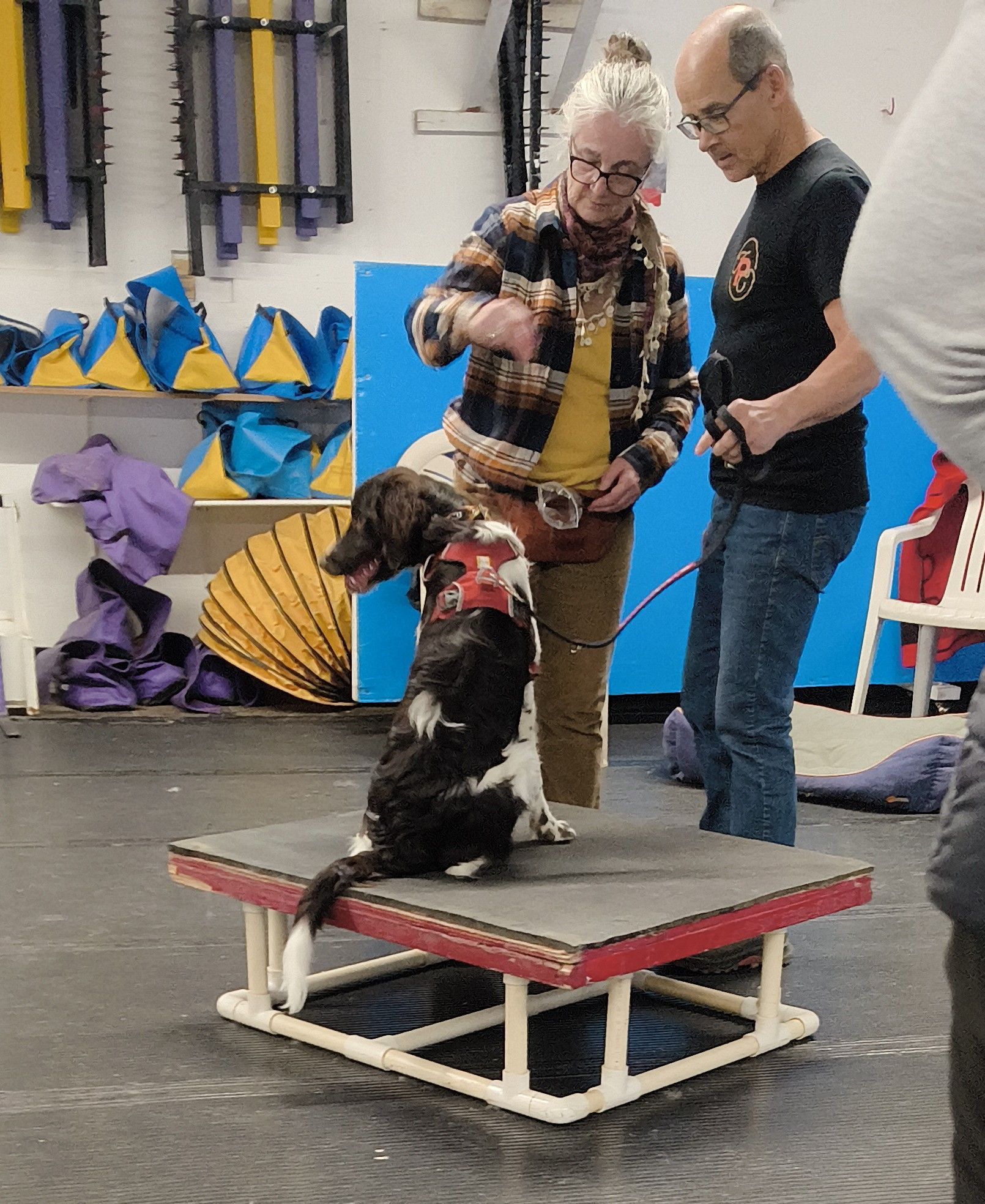 A person leads a dog in a harness onto an elevated training platform in an indoor facility.