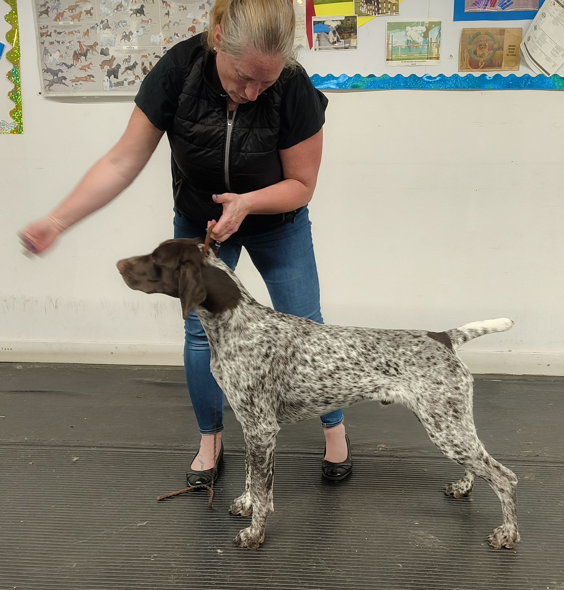 A handler poses a liver-and-white German Shorthaired Pointer on a textured floor in a room with wall posters.
