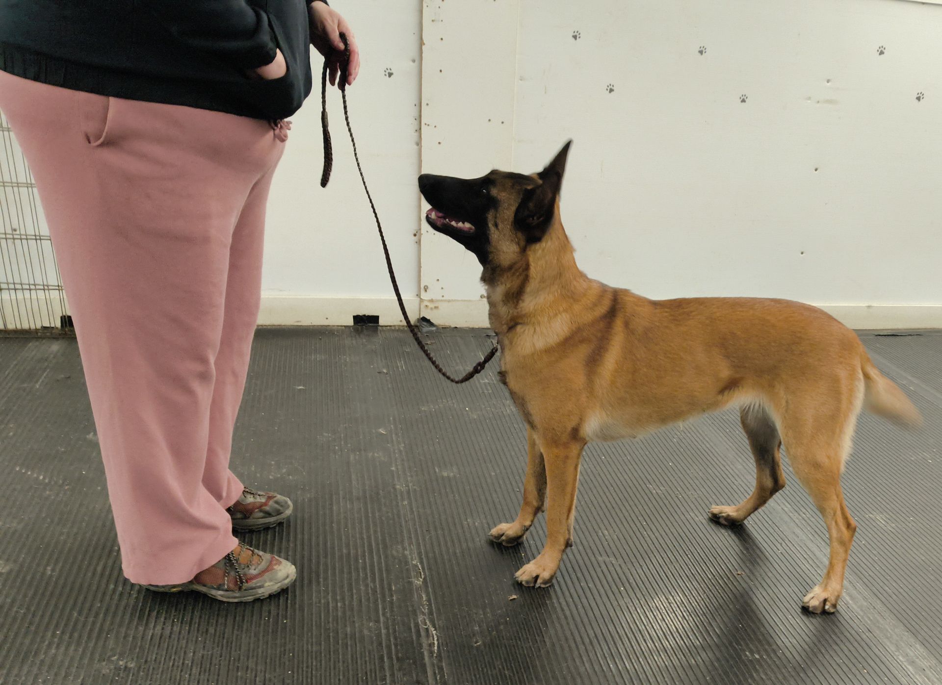 A person holding a leash while standing in an indoor facility, facing a Belgian Malinois dog looking up at them.