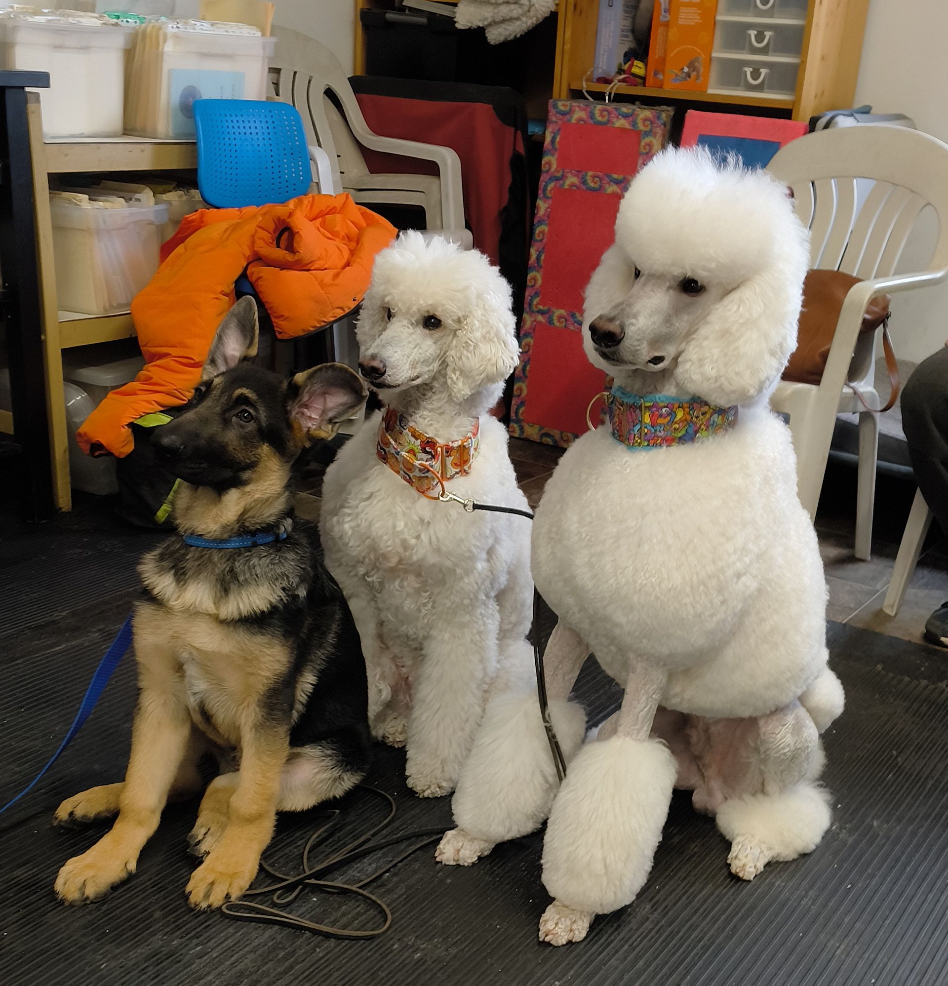 Three dogs—a German shepherd puppy and two white standard poodles—sit on a mat in an indoor training facility.