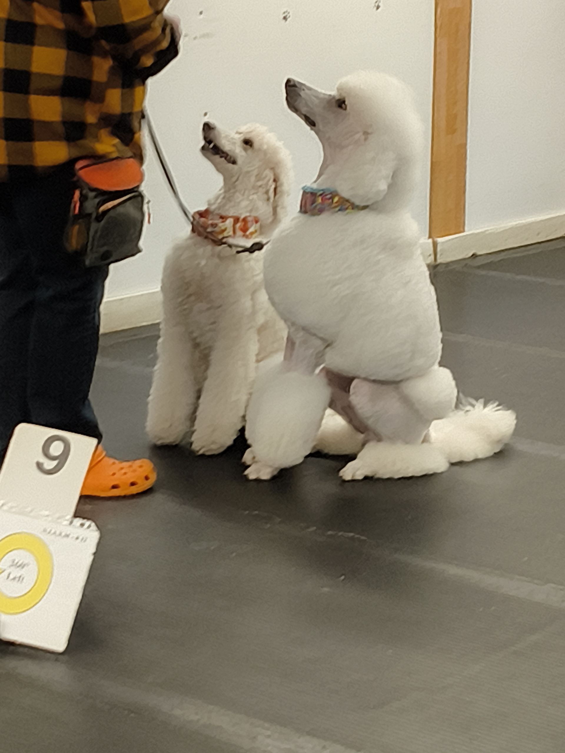 Two white poodles in patterned collars sit side-by-side, looking up at a person in a dog show setting.