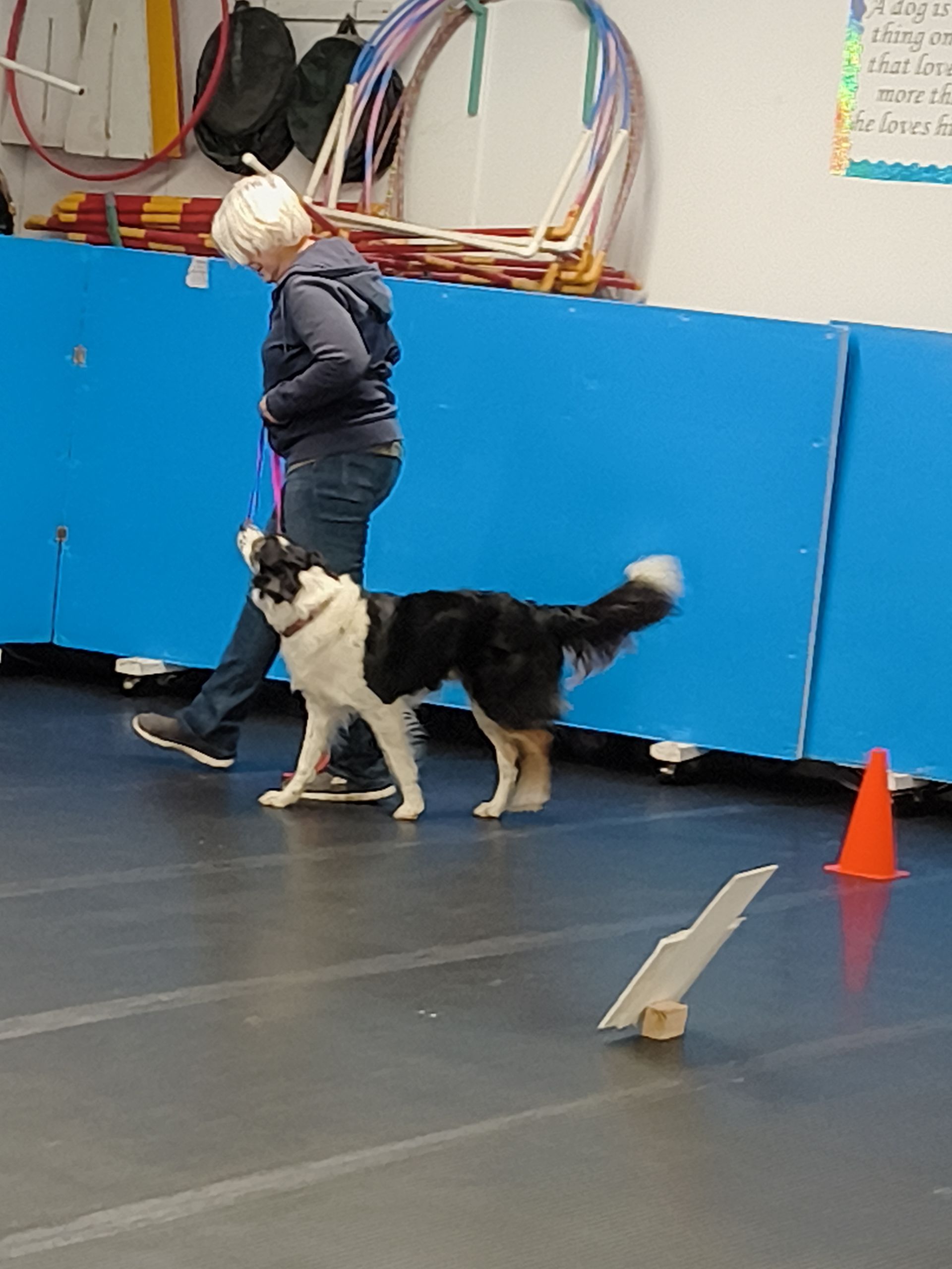 A person walks with a black and white dog in an indoor training facility near a small hurdle and an orange cone.