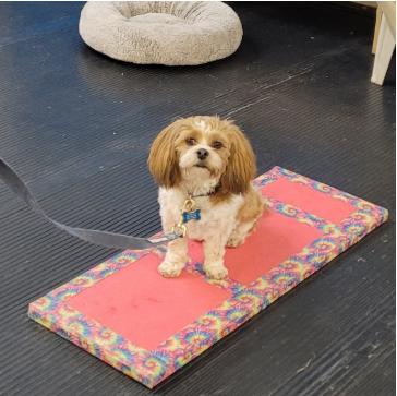 Small dog sits on pink mat, attached to leash. Dog has brown and white fur, tan ears. Gray leash on black floor.