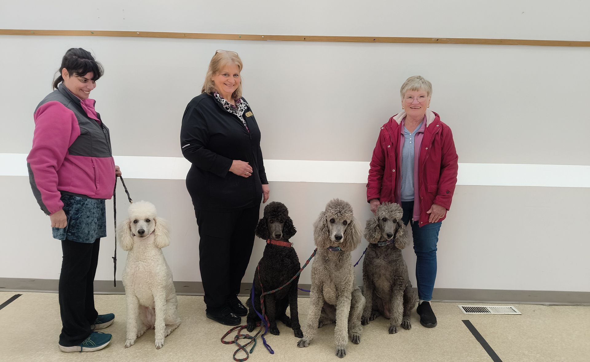 Three people stand side-by-side with four poodles in a brightly lit indoor space with white walls and a light floor.