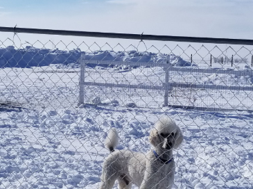 White poodle standing in snow behind a chain-link fence, looking at the camera. Sunny day.