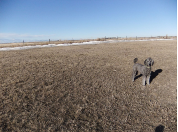 Grey poodle standing in a brown field under a clear blue sky.
