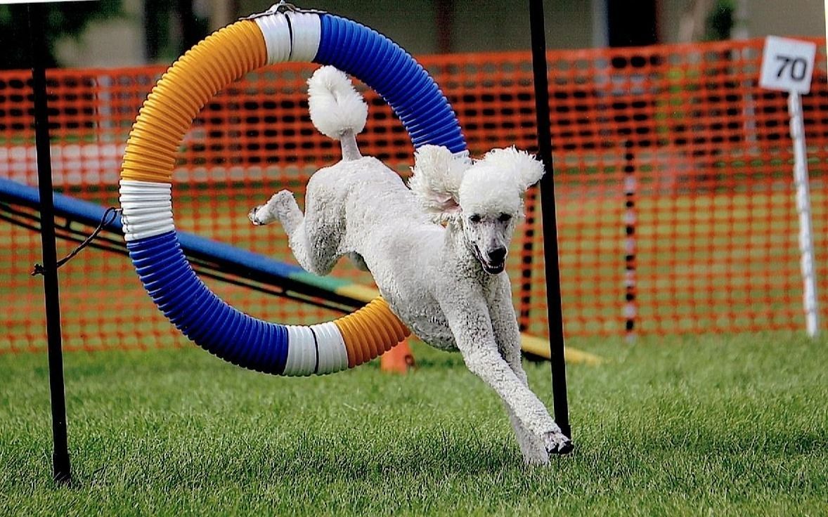White poodle jumping through an agility hoop; blue, orange, white, and black. Green grass, orange fencing
