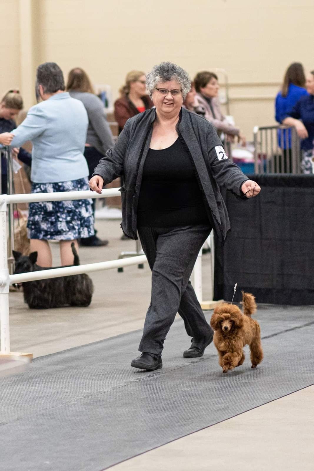 Woman walking a brown Poodle on a leash at a dog show.