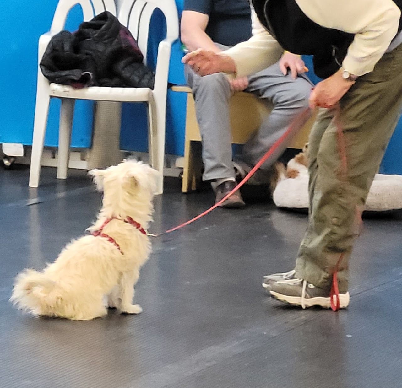 Dog sitting, on leash, looks at person holding out hand, indoors.
