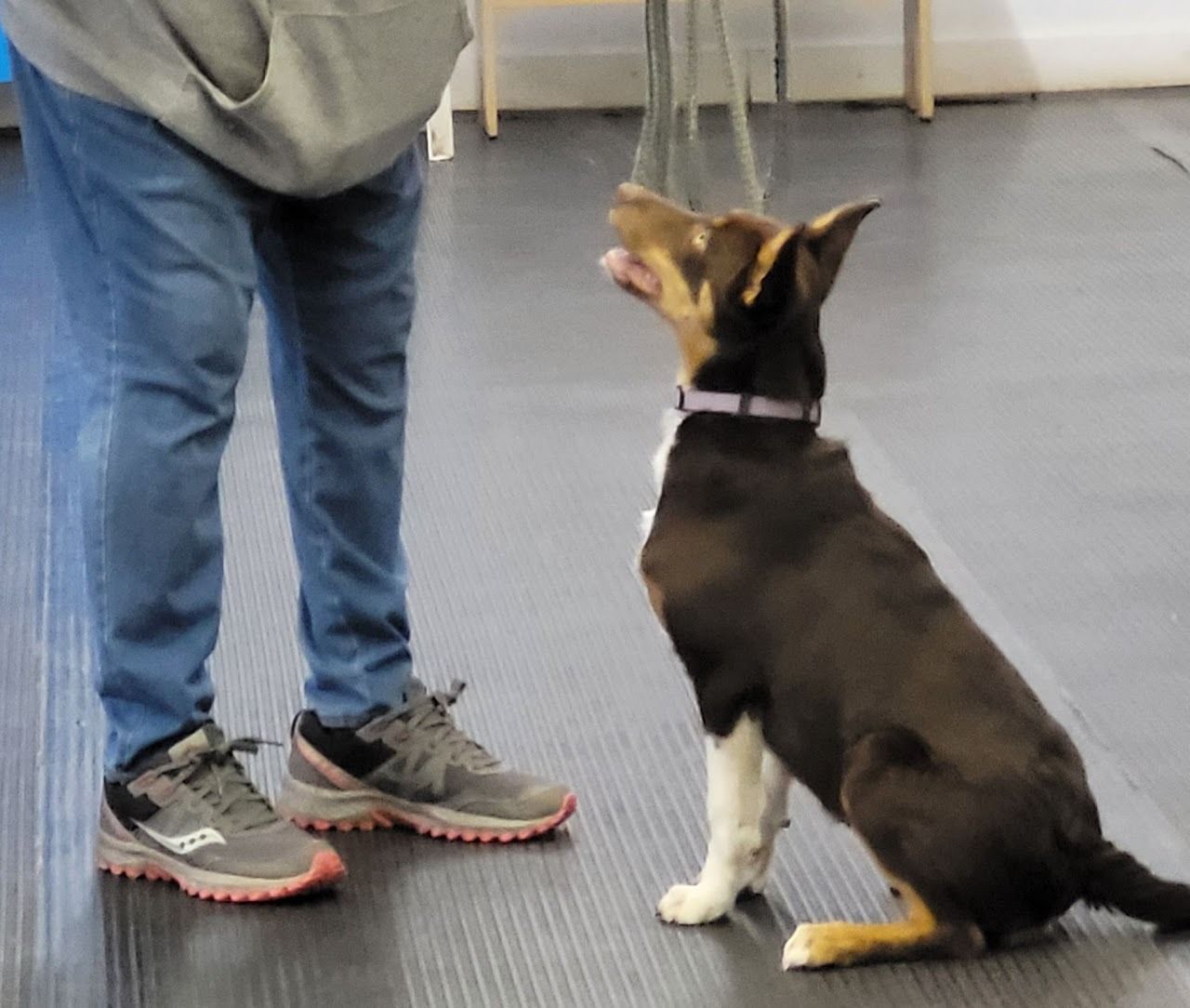 Dog sitting and looking up at a person's legs, likely in a training session.