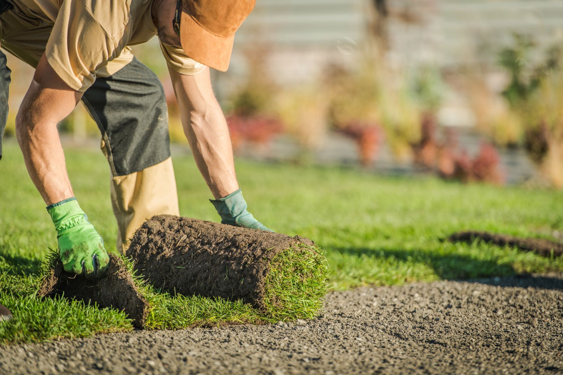 Gardener laying a rolled strip of sod onto a lawn in bright sunlight
