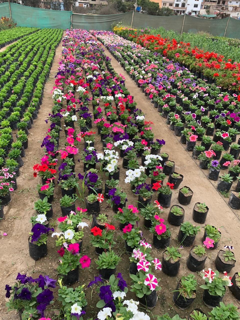 Venta de plantas ornamentales y abonos