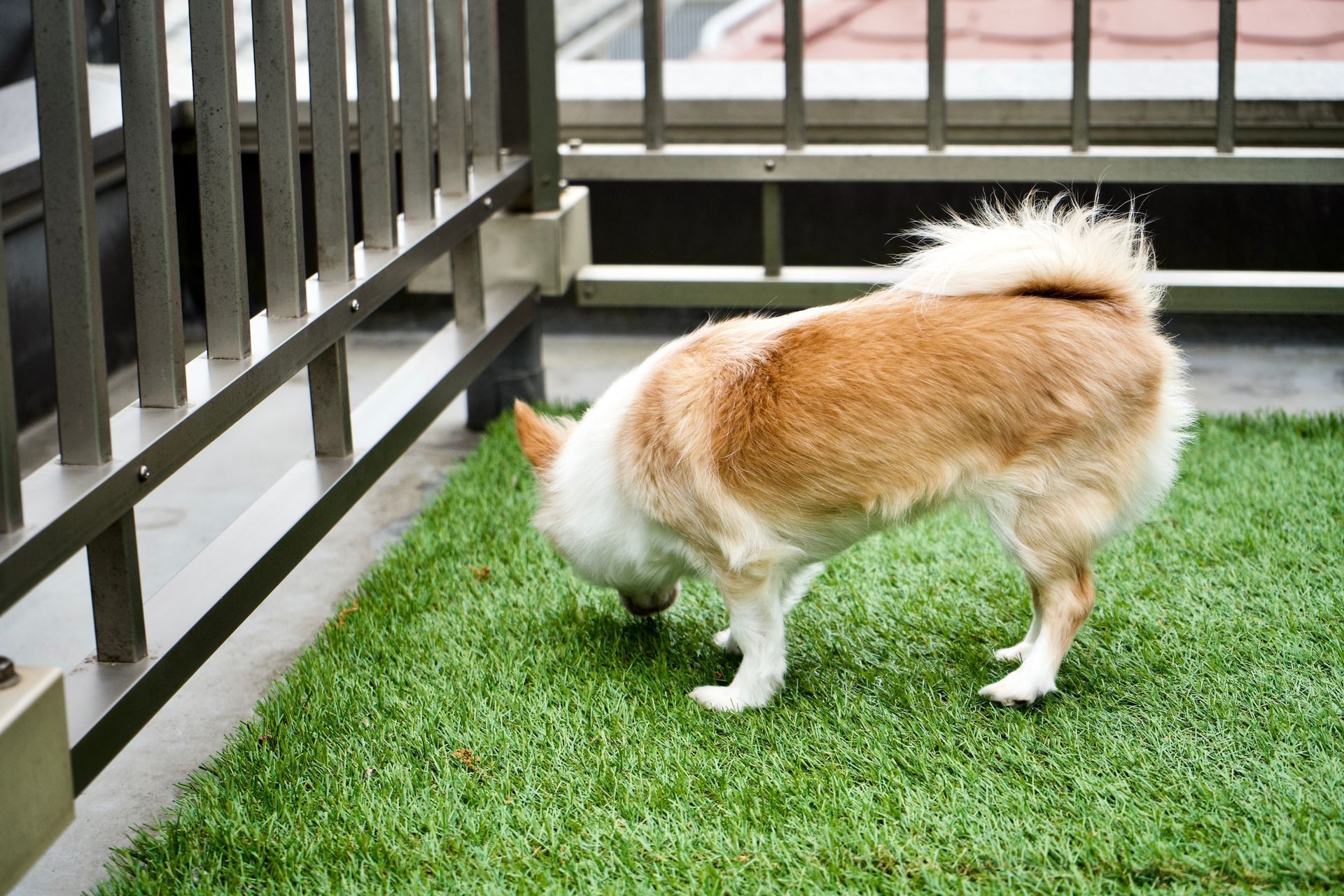 chihuahua sniffing artificial grass installed in a Phoenix AZ property